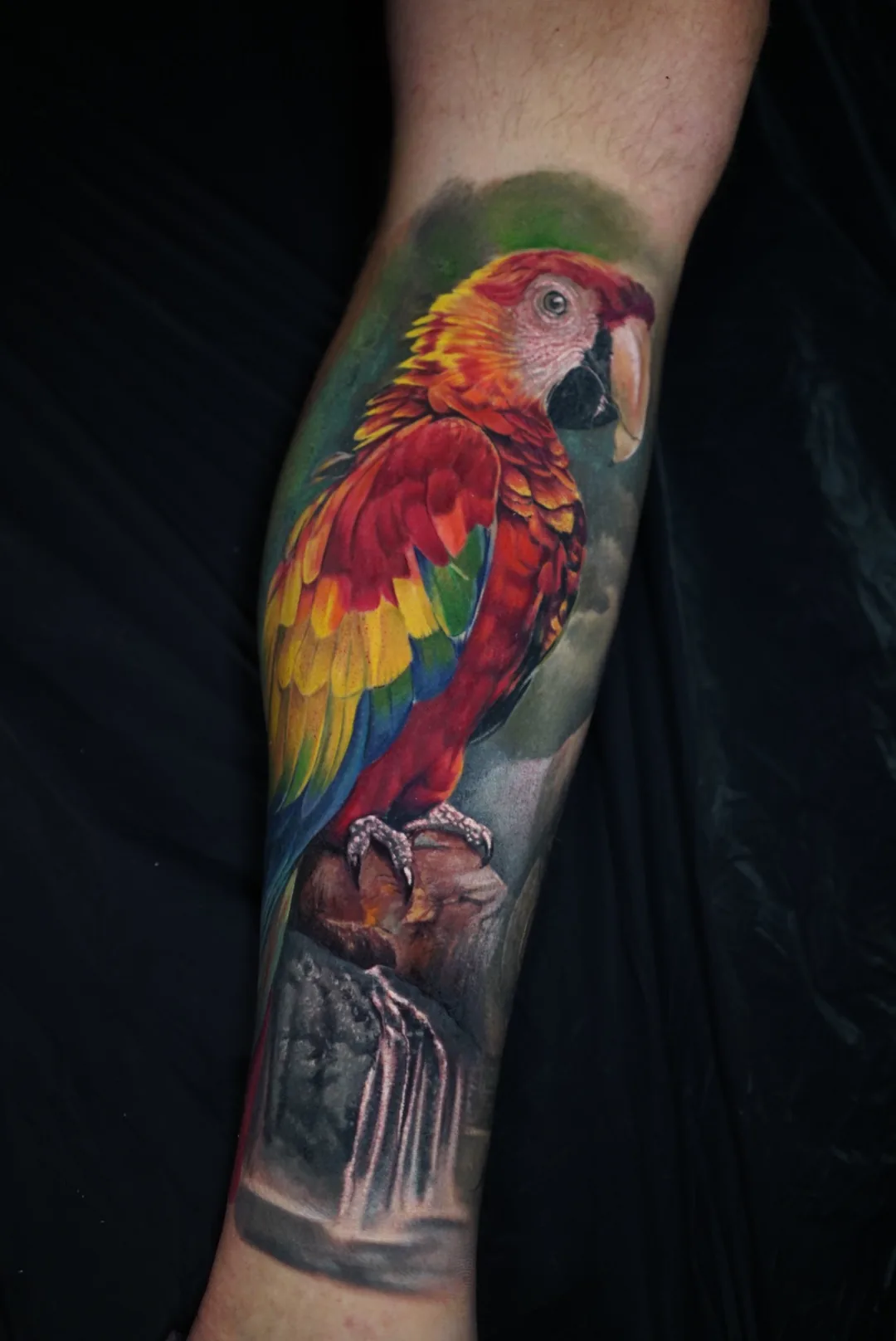 A scarlet macaw above a waterfall, tattooed on an arm.