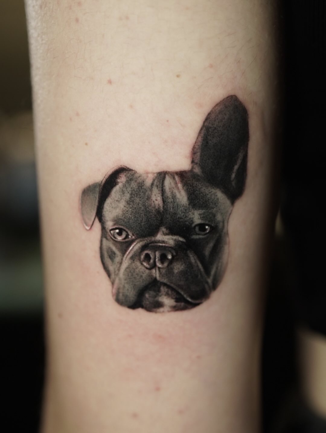 A close-up of a French bulldog portrait tattoo.
